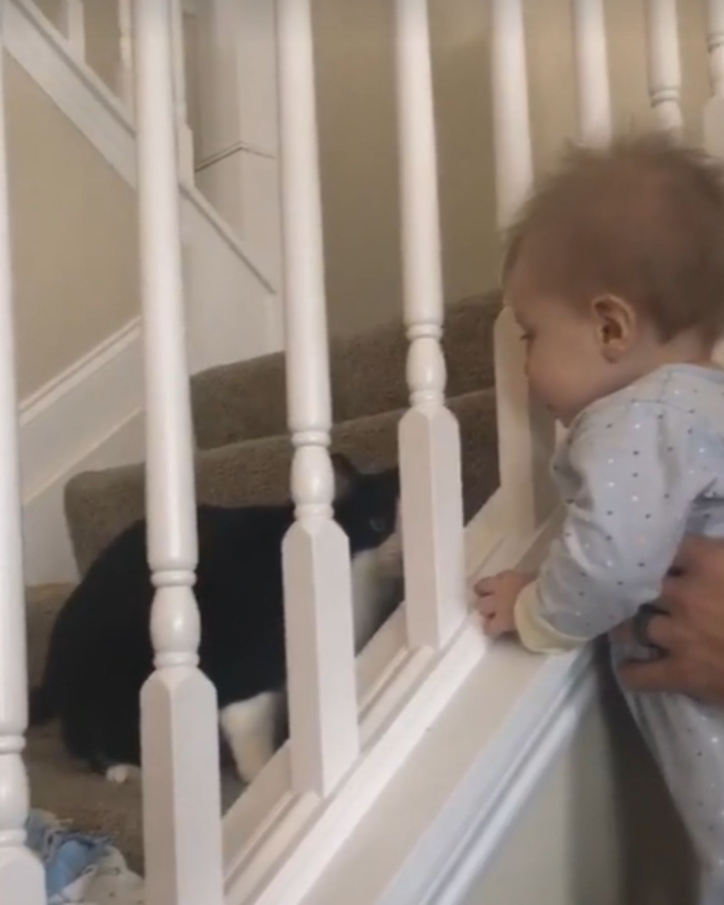 baby looking at cat on stairs