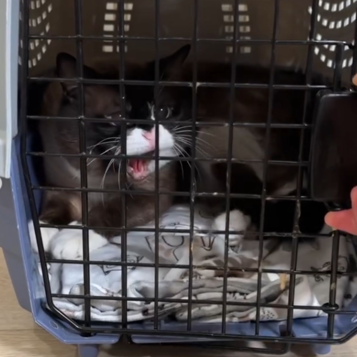 black cat in crate