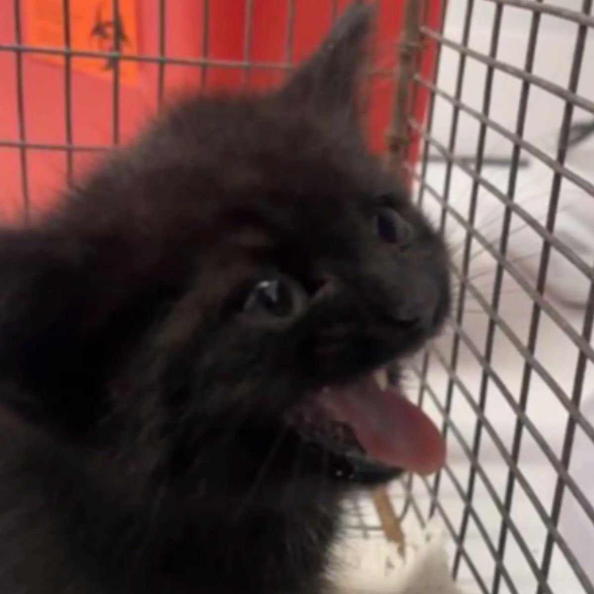 black kitten in crate