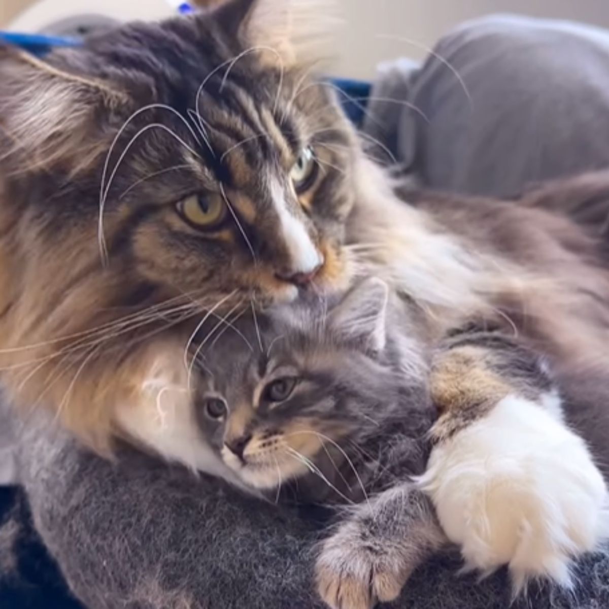 cat and kitten cuddling