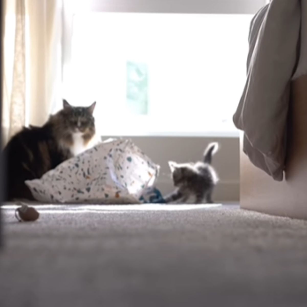 cat and kitten next to a window