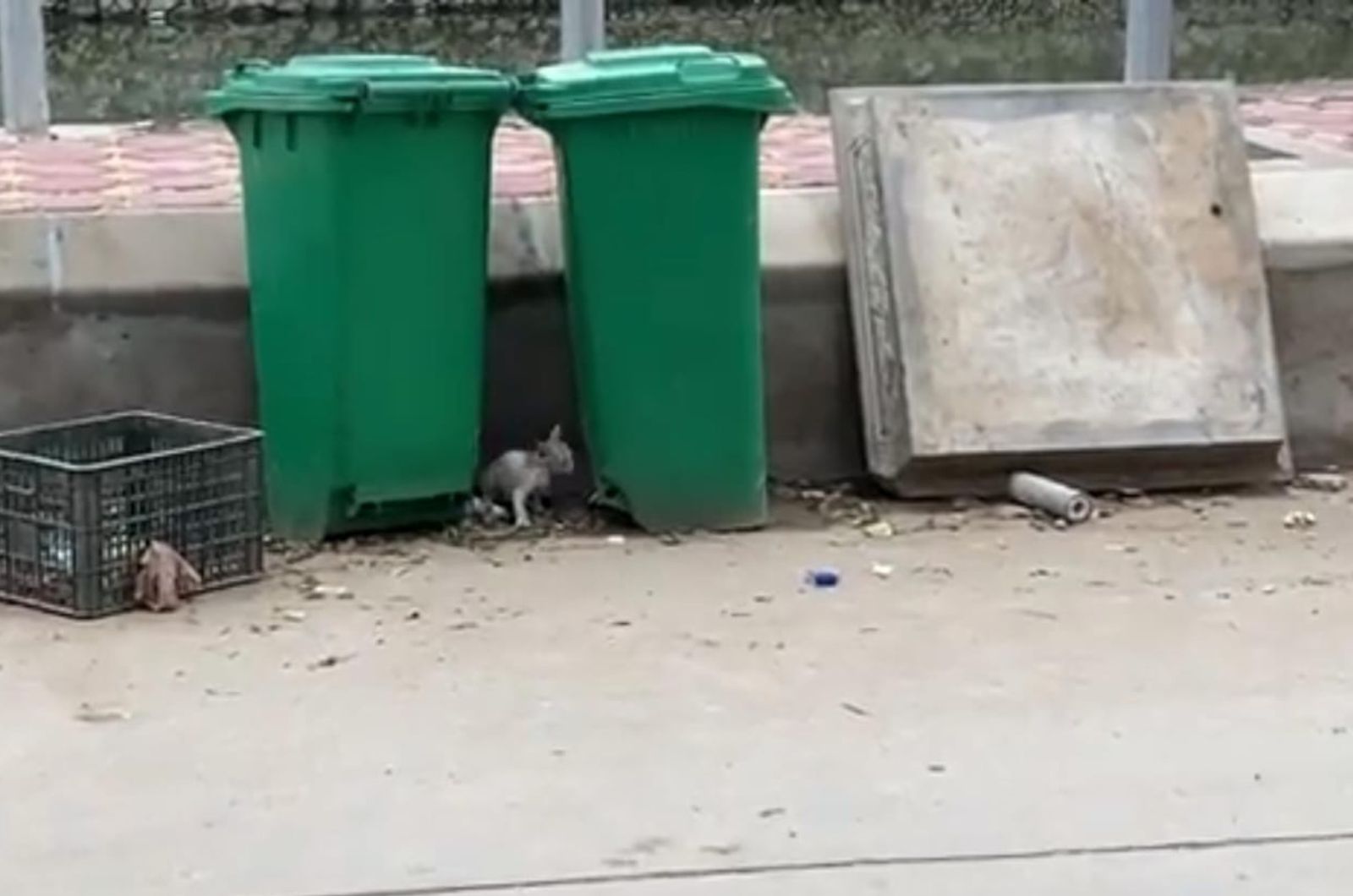 cat between two trash bins