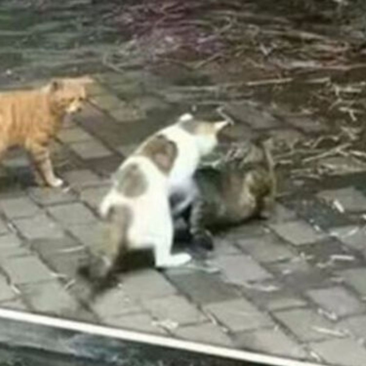 cat cheating on bf