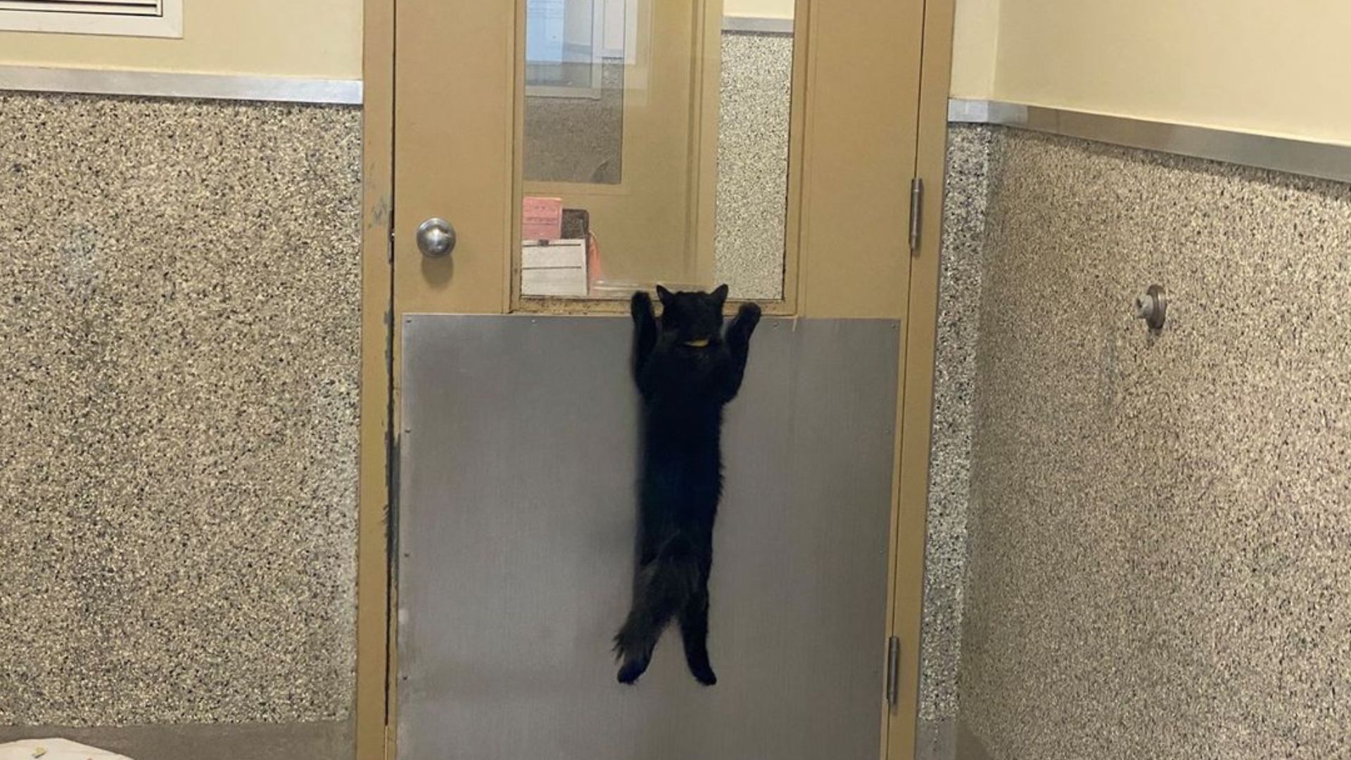 cat clings on door