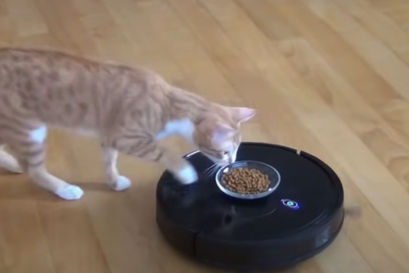 cat eating food off the vacuum