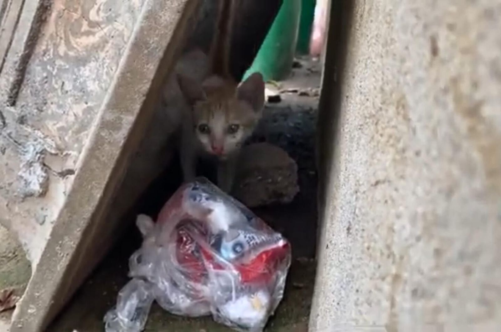 cat hiding in trash