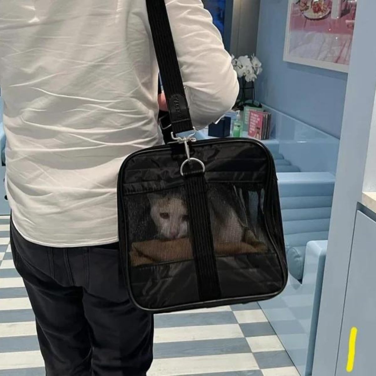 cat in a carrier