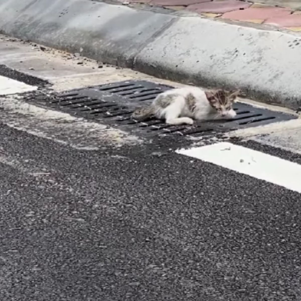 cat laying on road