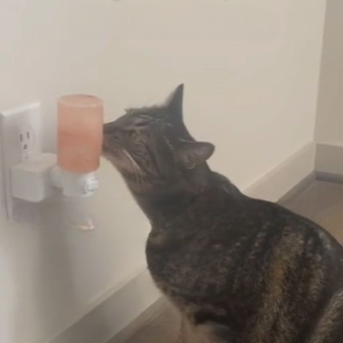 cat licking salt