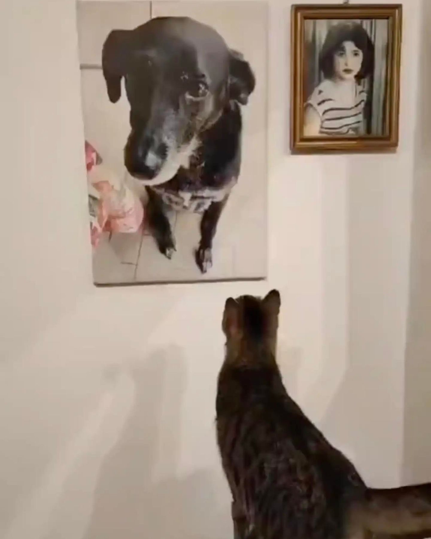 cat looking at dog portrait