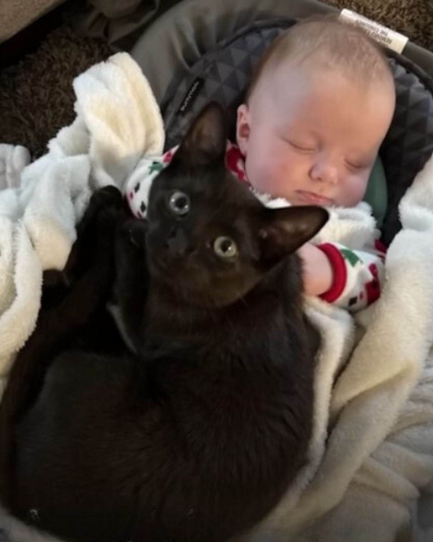 cat lying on a baby
