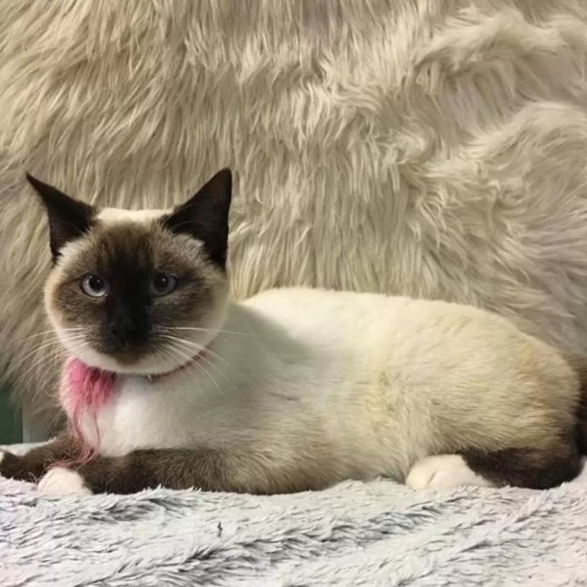 cat lying on fluffy blanket