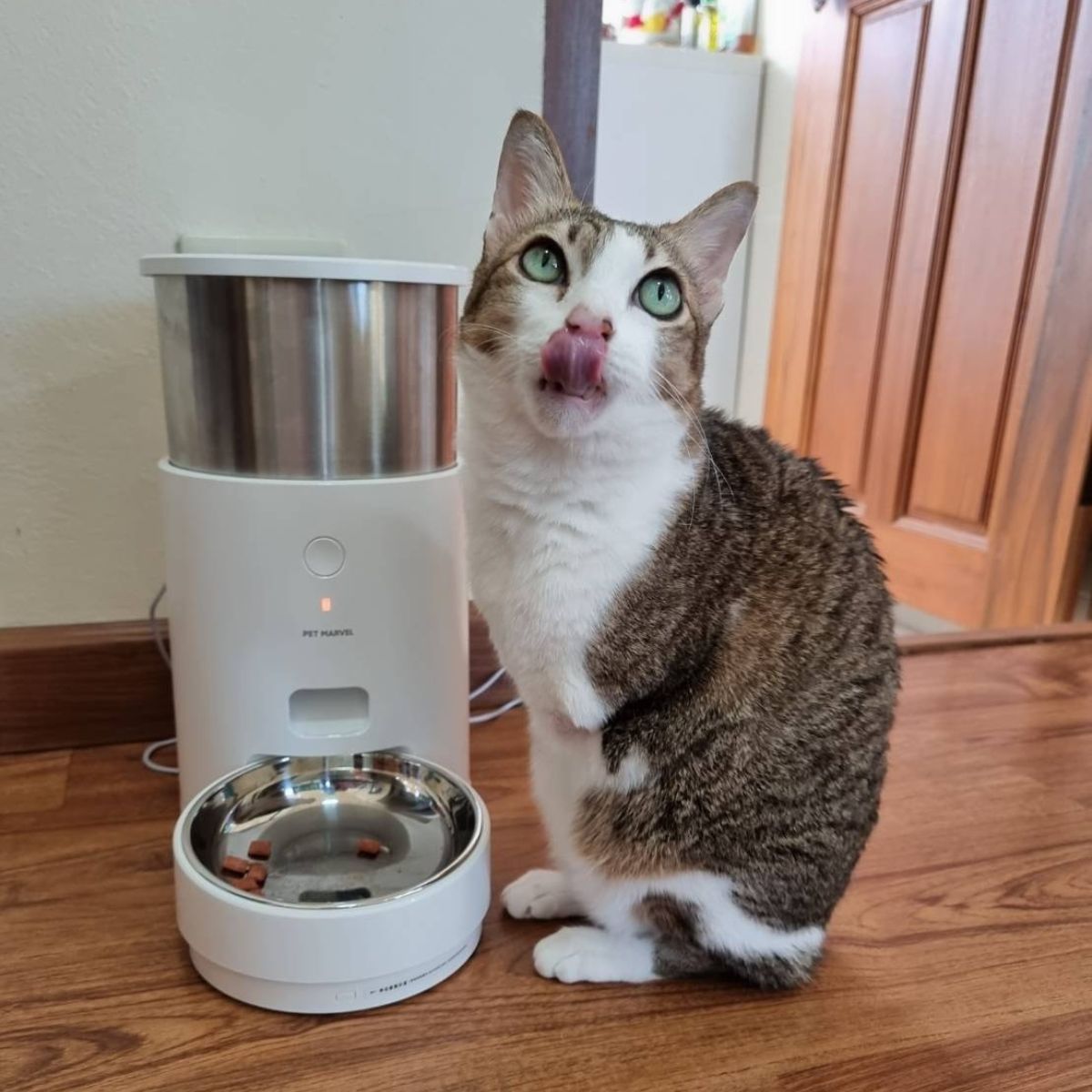 cat next to cat feeder