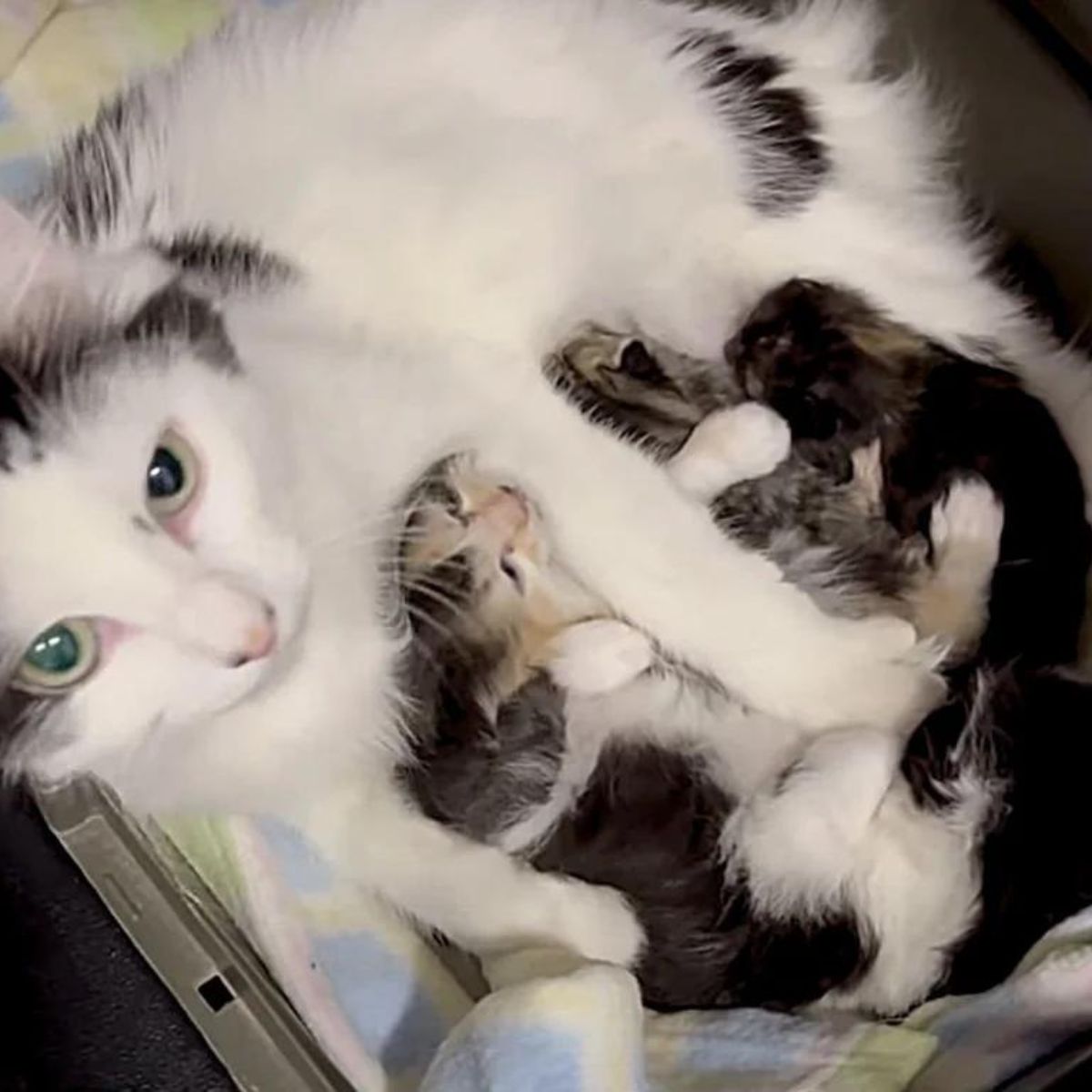 cat nursing kittens