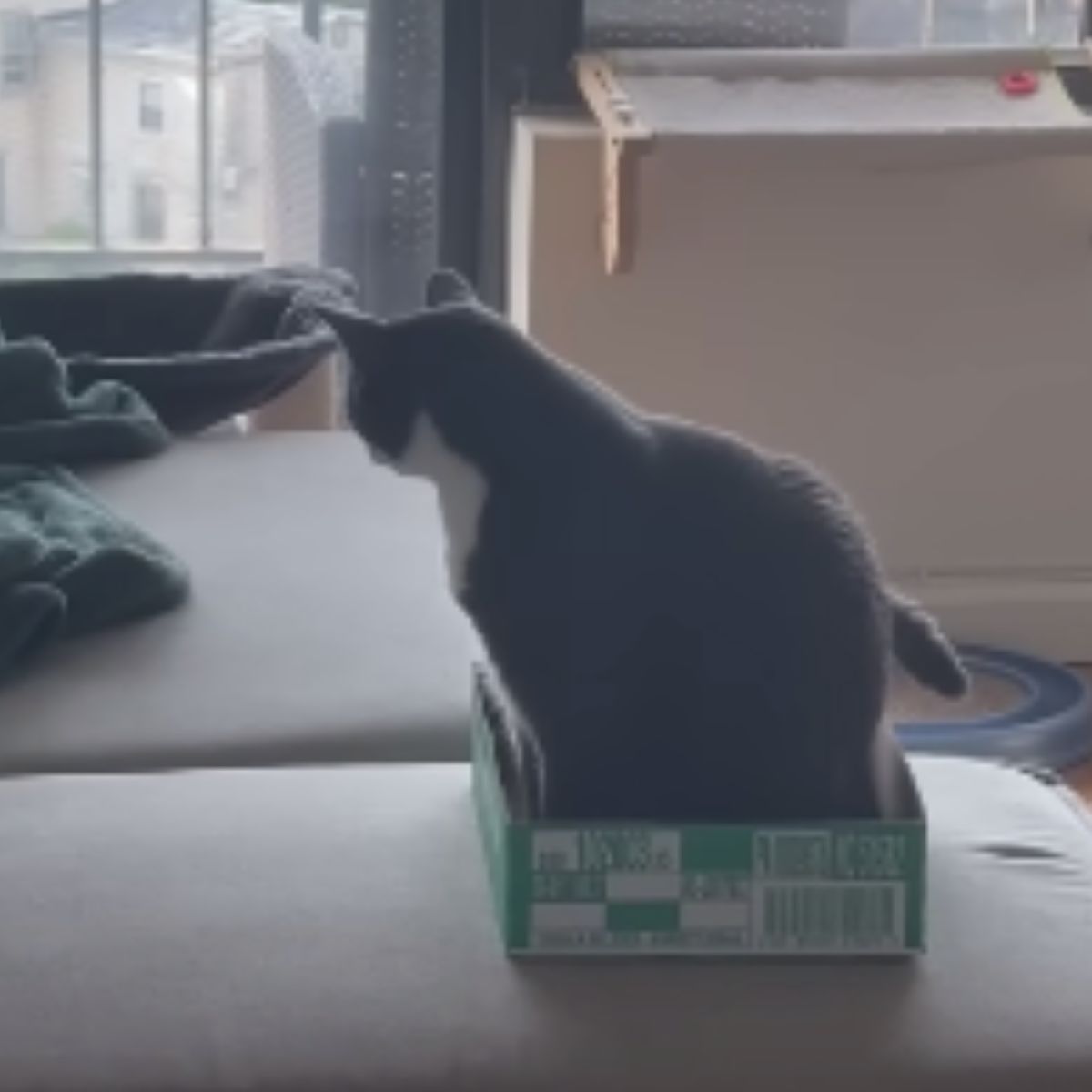 cat sitting in a box