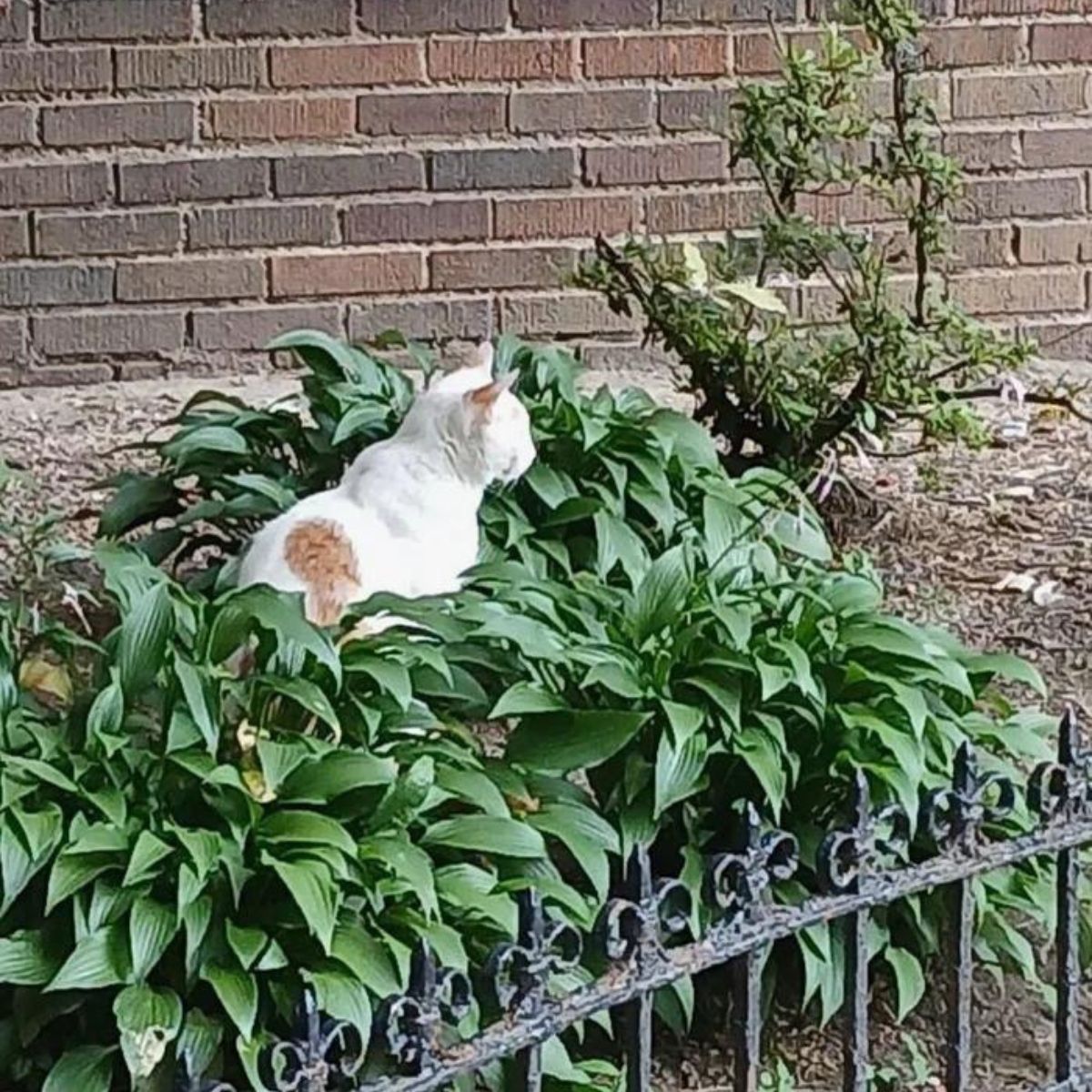 cat sitting in a bush