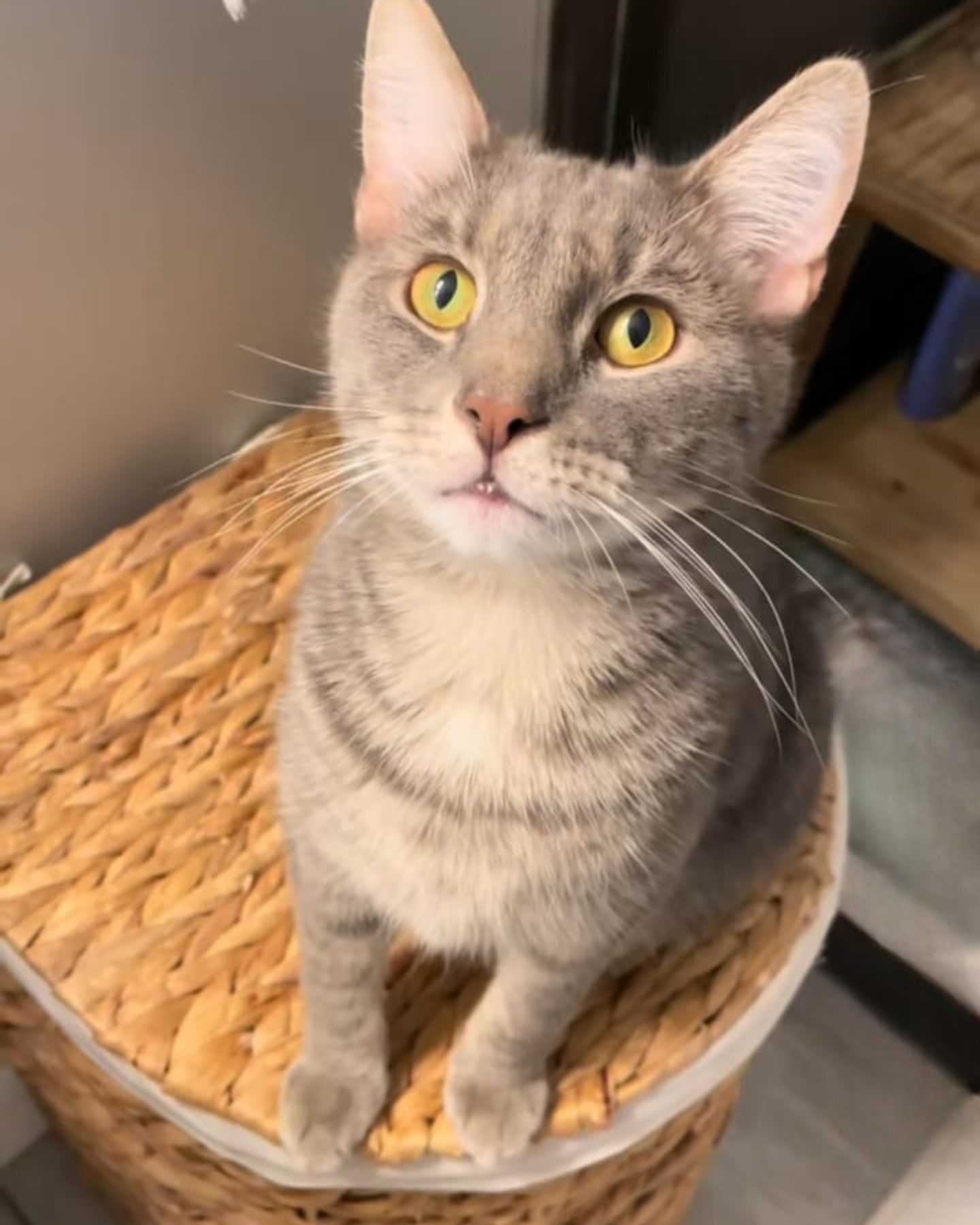 cat sitting on the basket