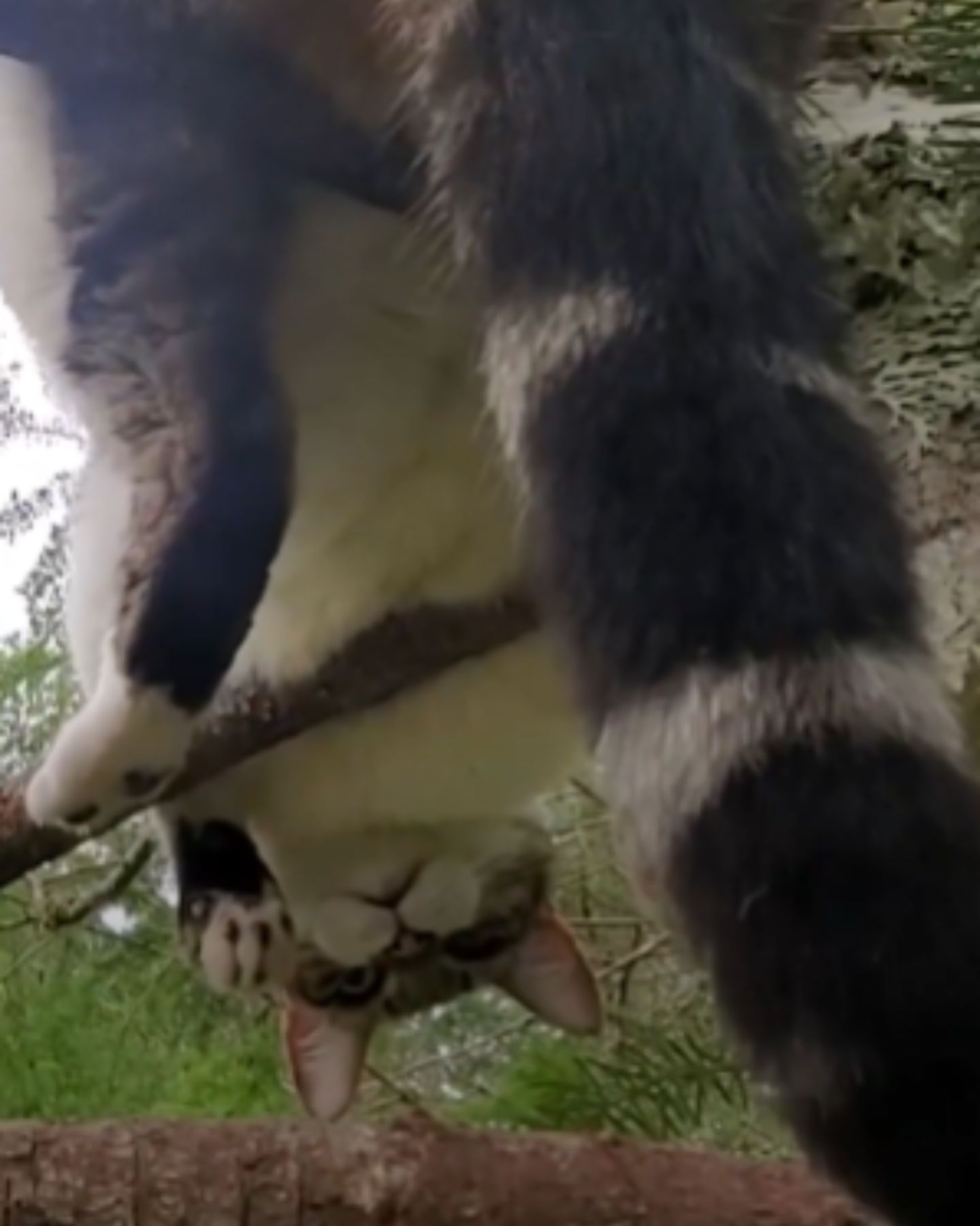 cat stuck on tree