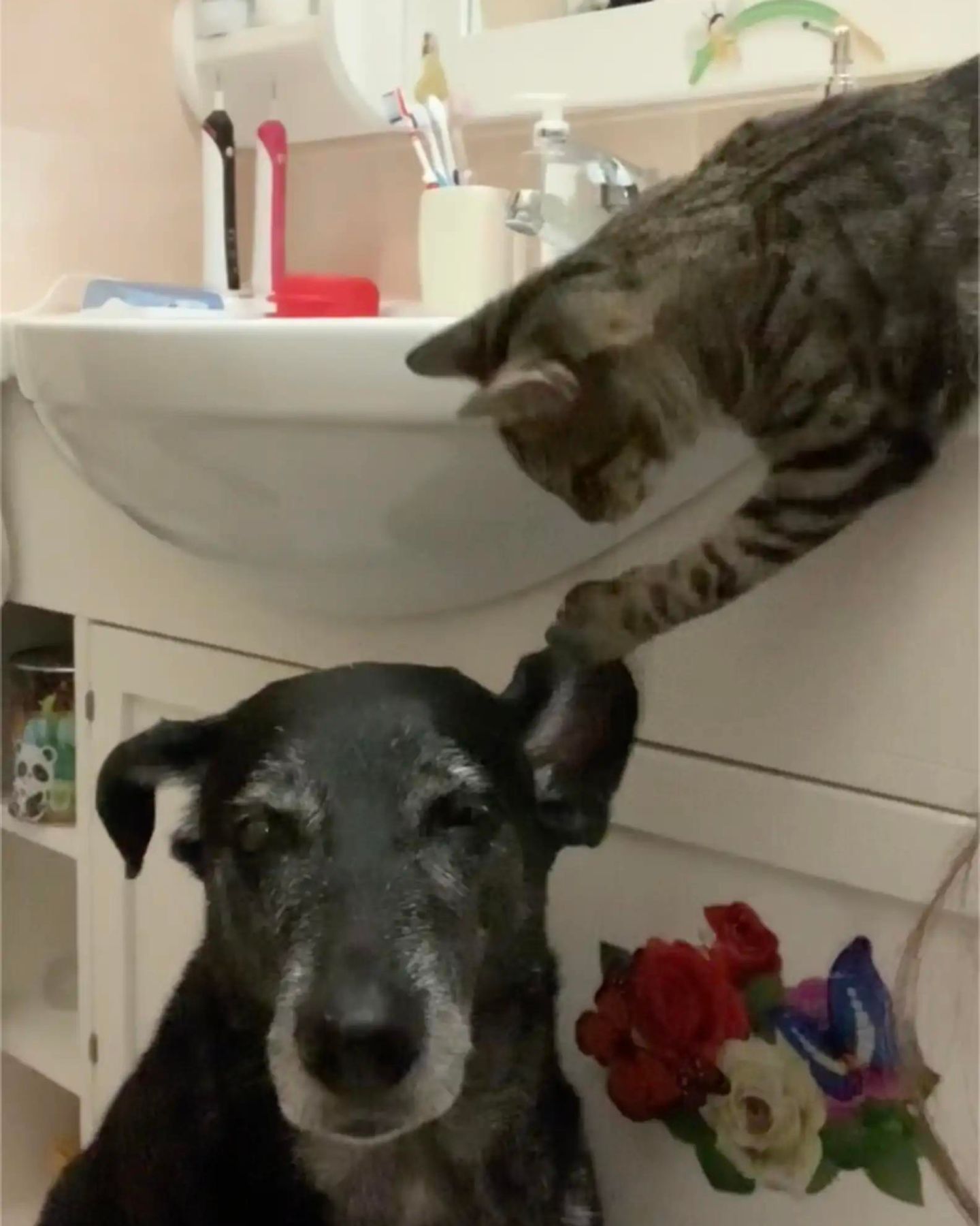 cat touching dog ear