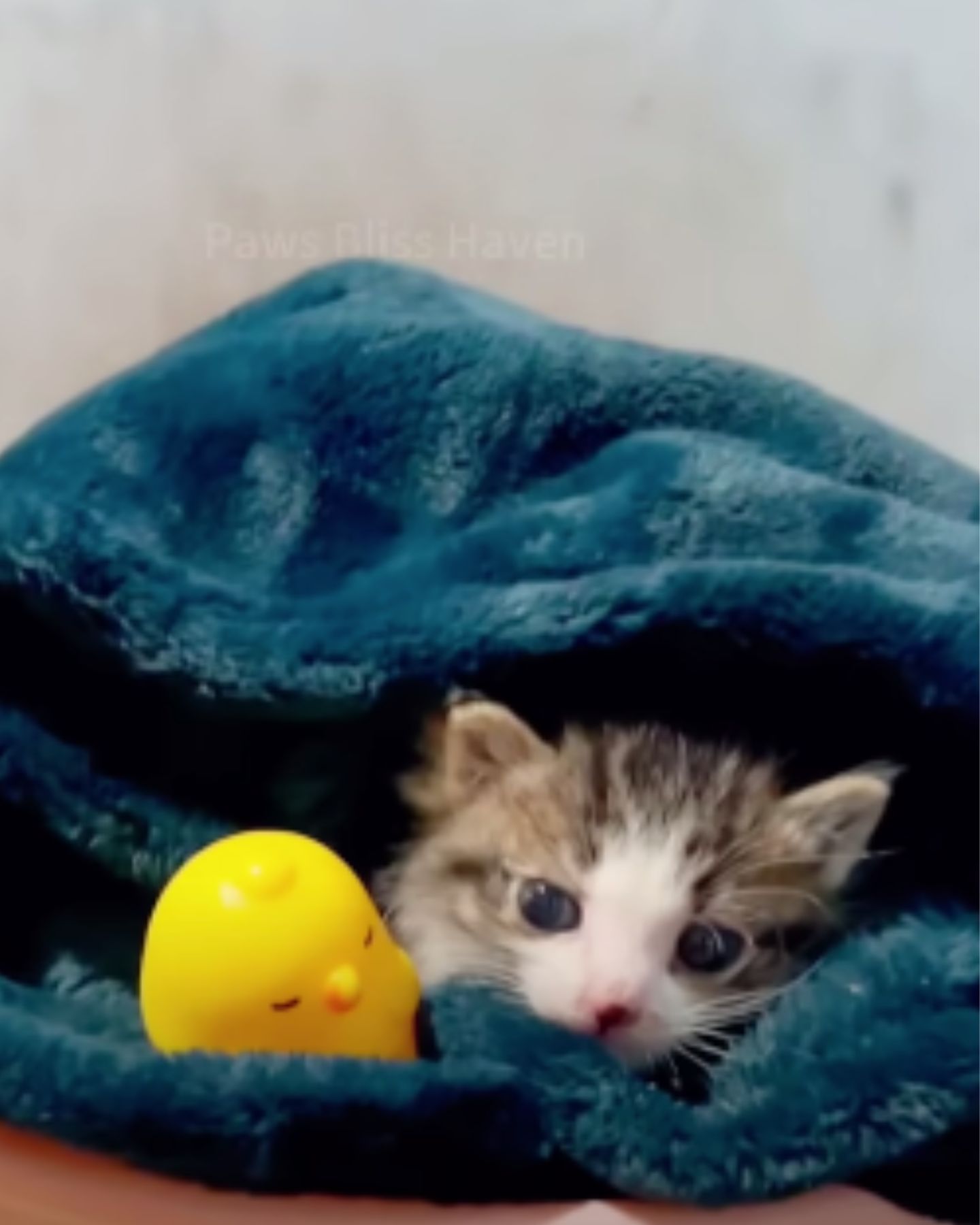 cat under the blanket