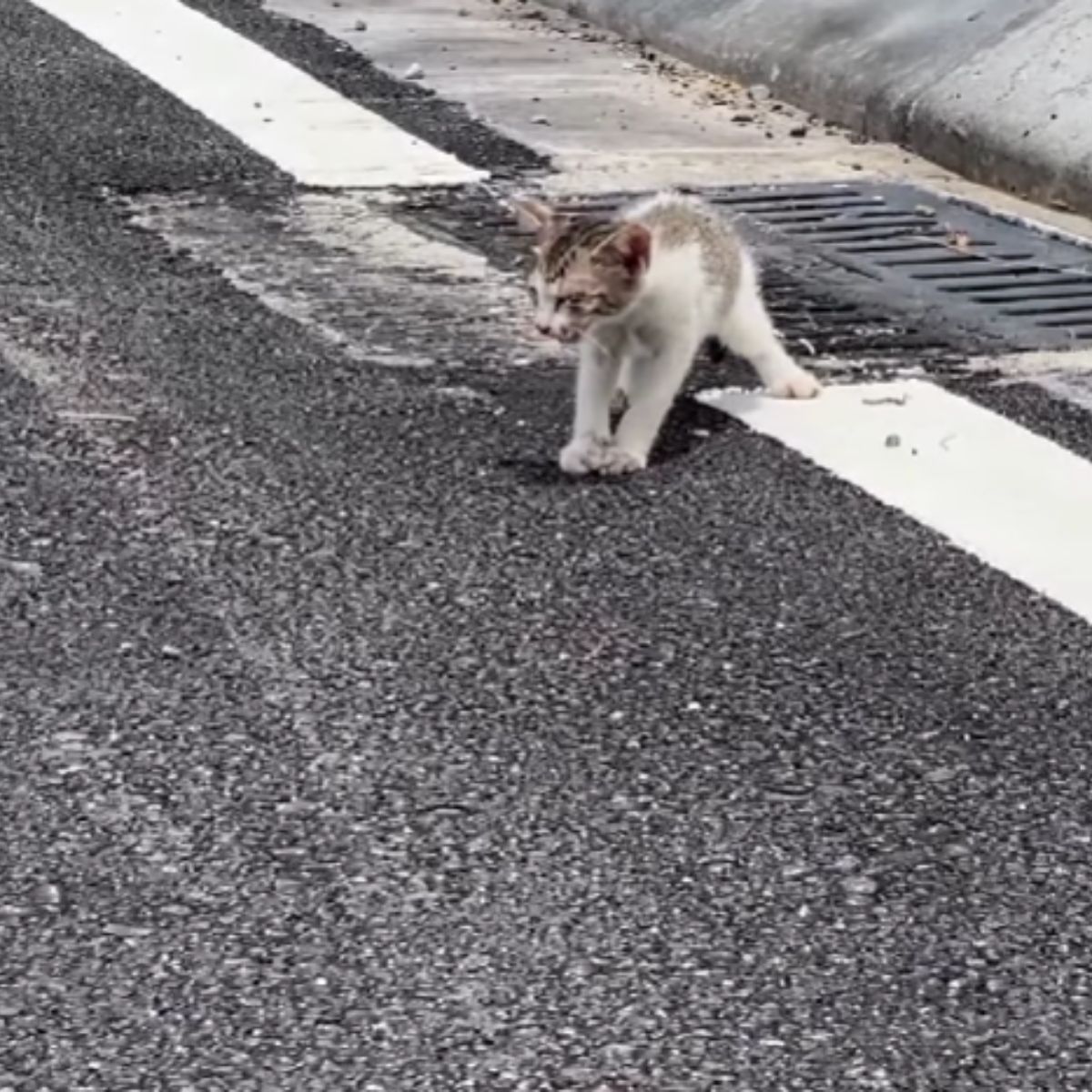 cat walking on the road