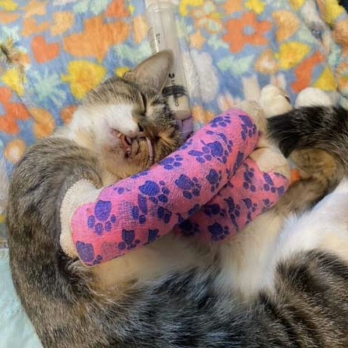 cat with broken legs