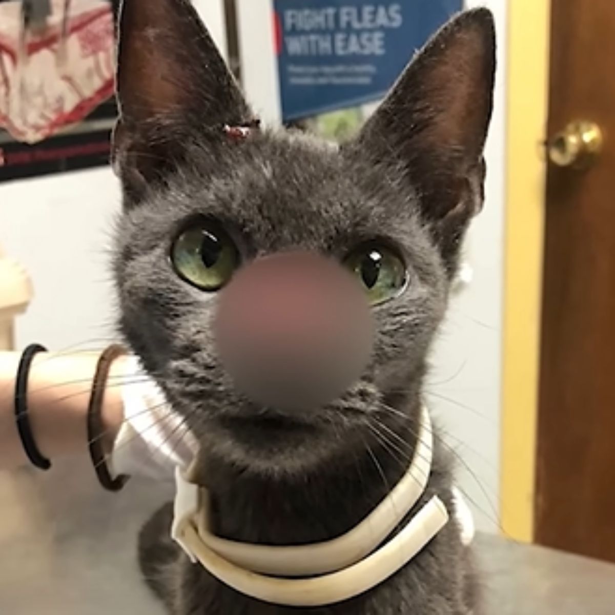 cat with swollen nose