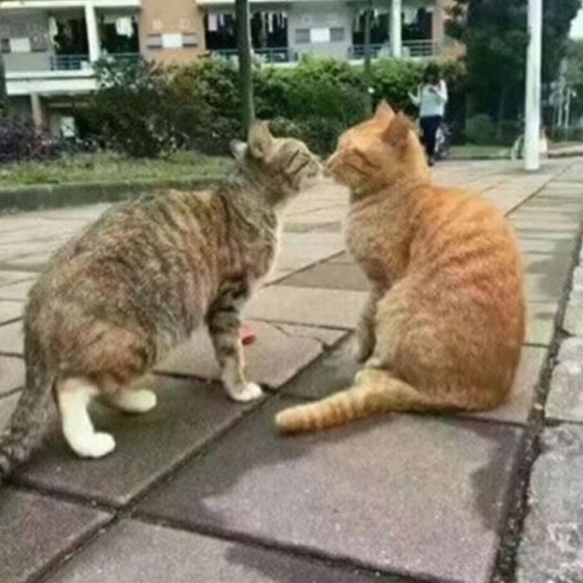 cats kissing