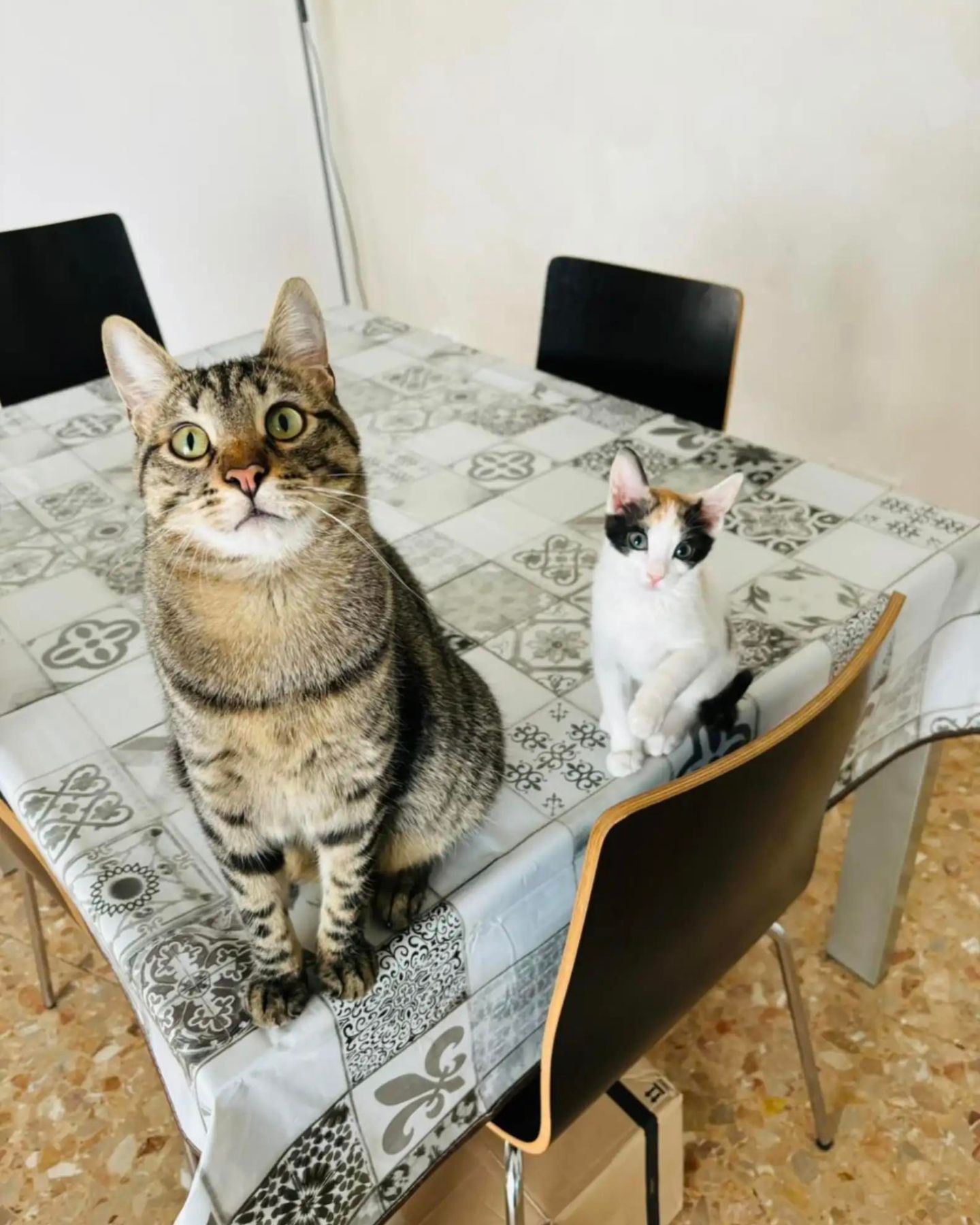 cats sitting on the table
