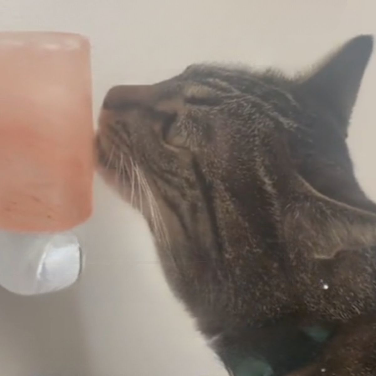 close-up photo of cat licking the salt