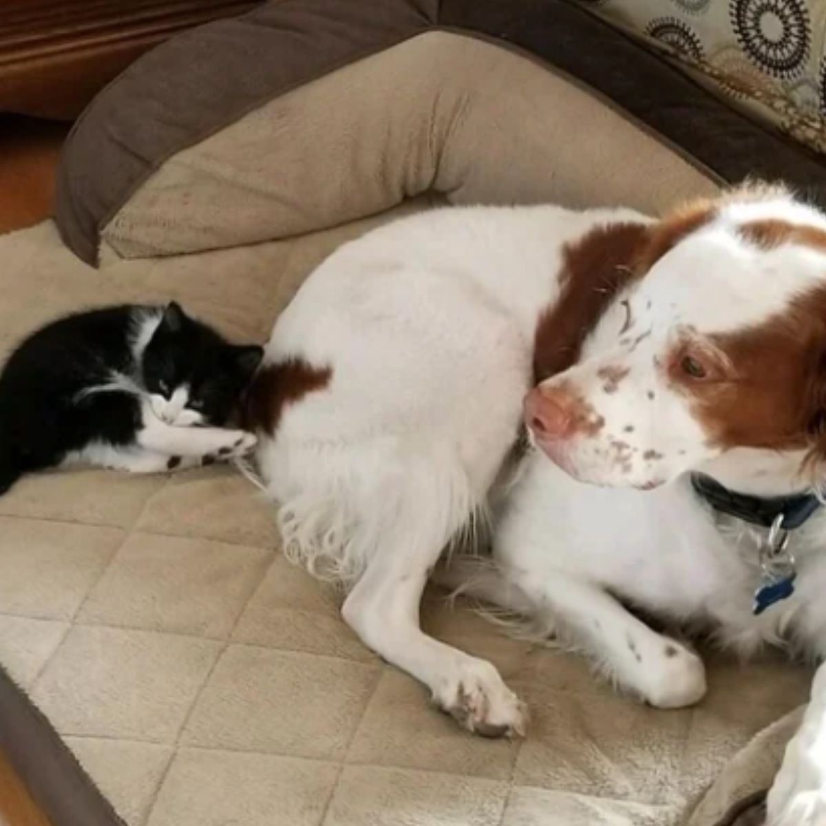 cute kitten lying ith dog on the couch