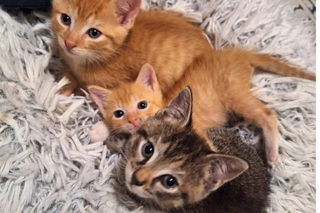 cute kittens pose for the camera