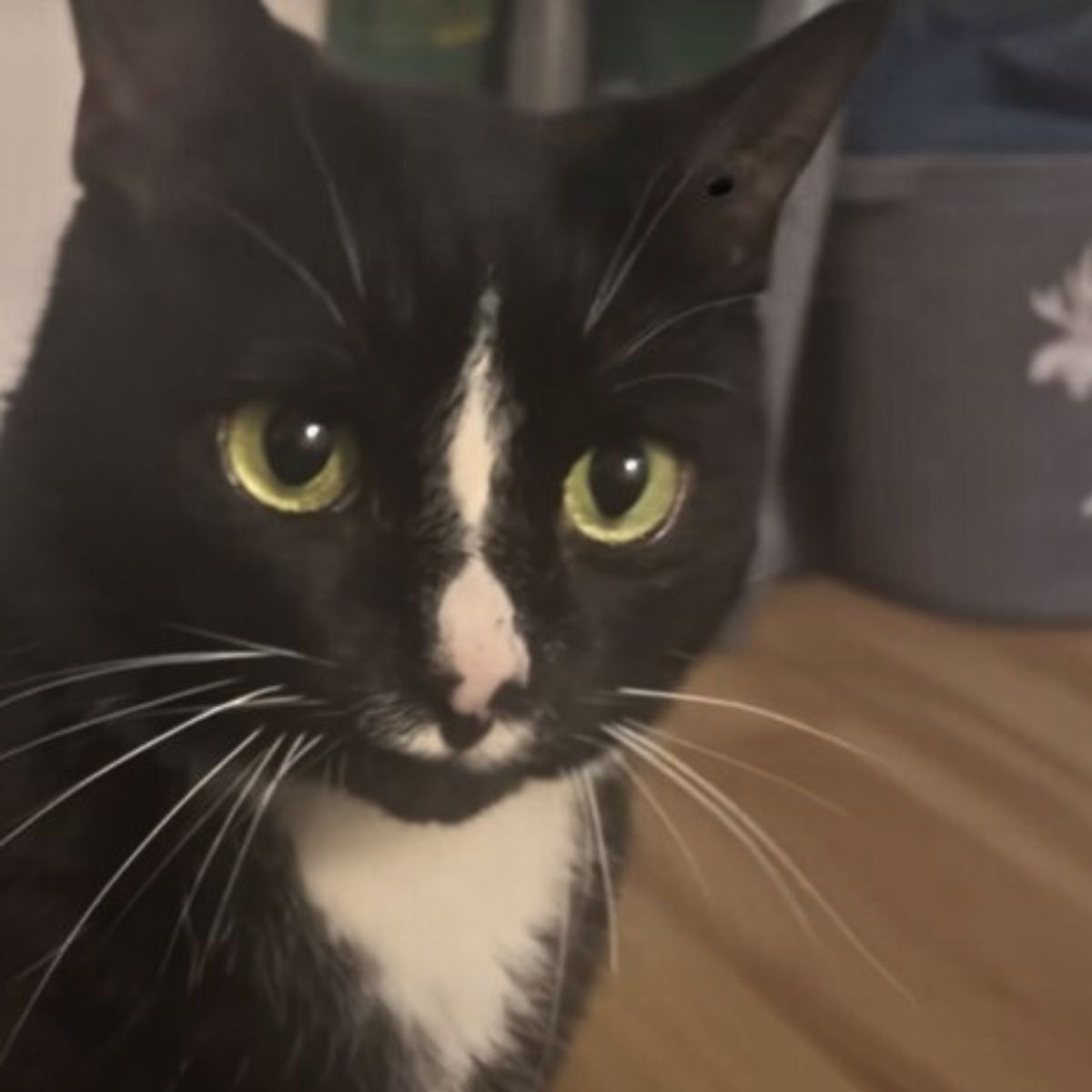 cute tuxedo cat