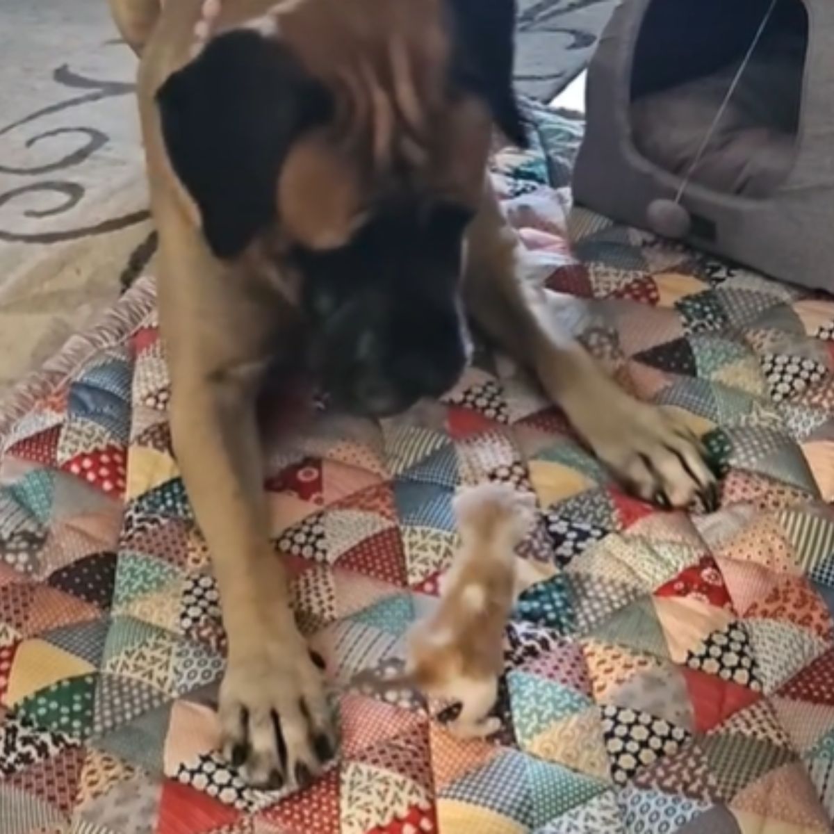 dog looking at kitten