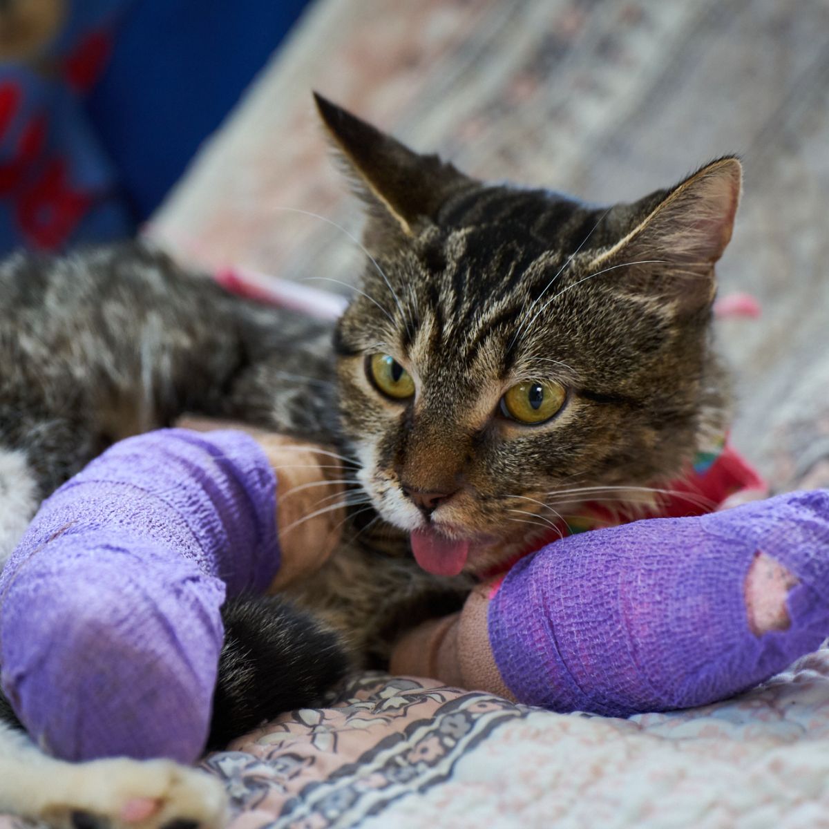 domestic cat with broken legs