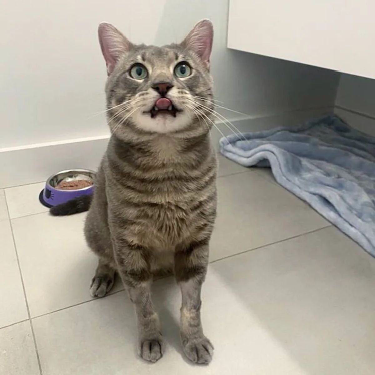 domestic cat with tongue out