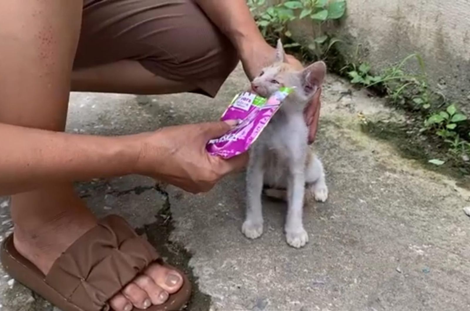 female feeding the cat