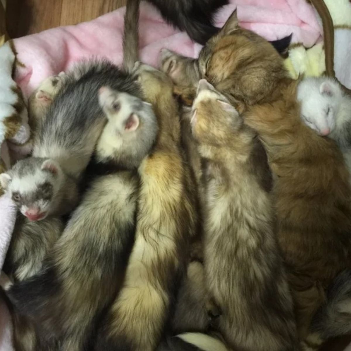 ferrets and kitten lying on a pile