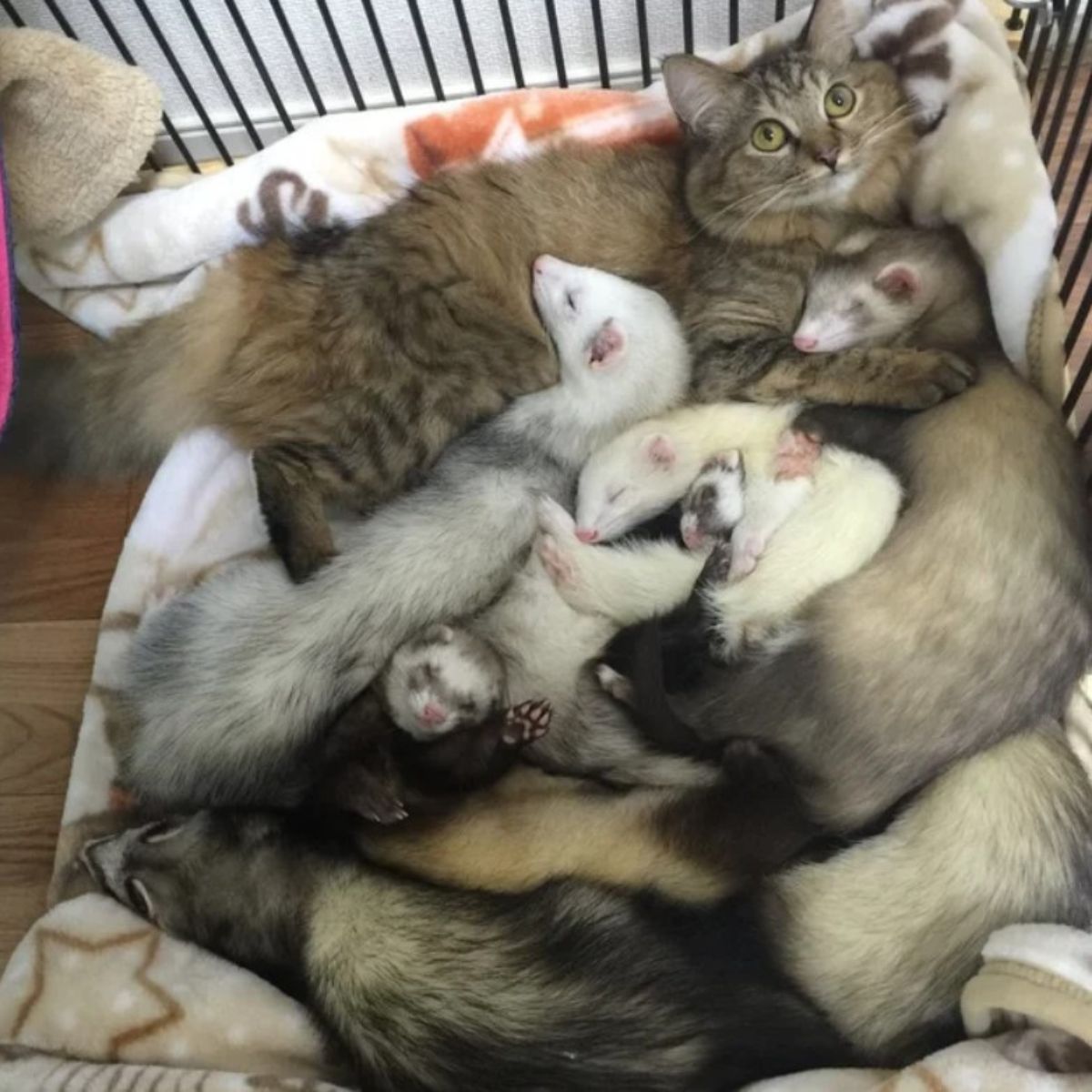 ferrets asleep next to a kitten