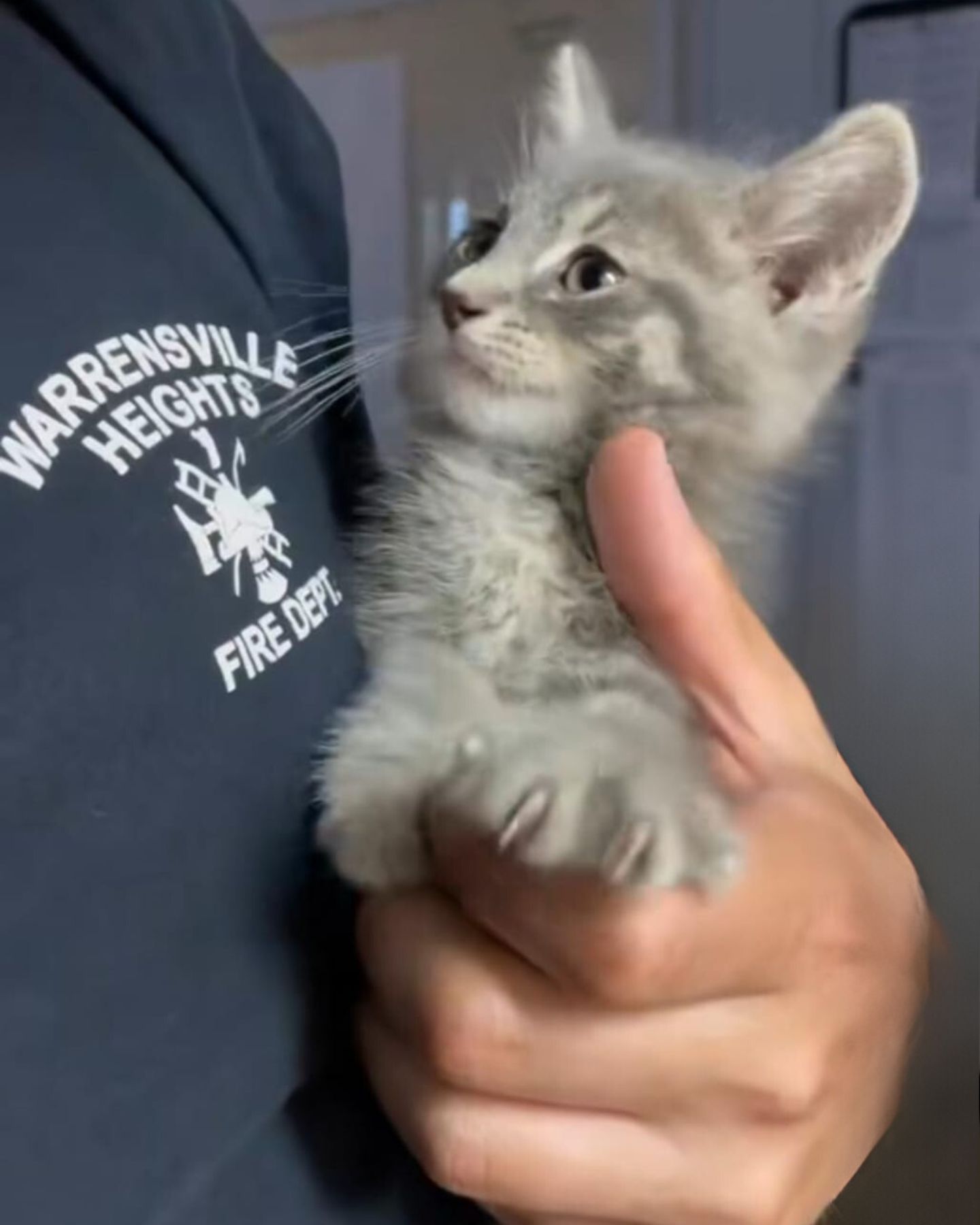 firefighter holds kitten