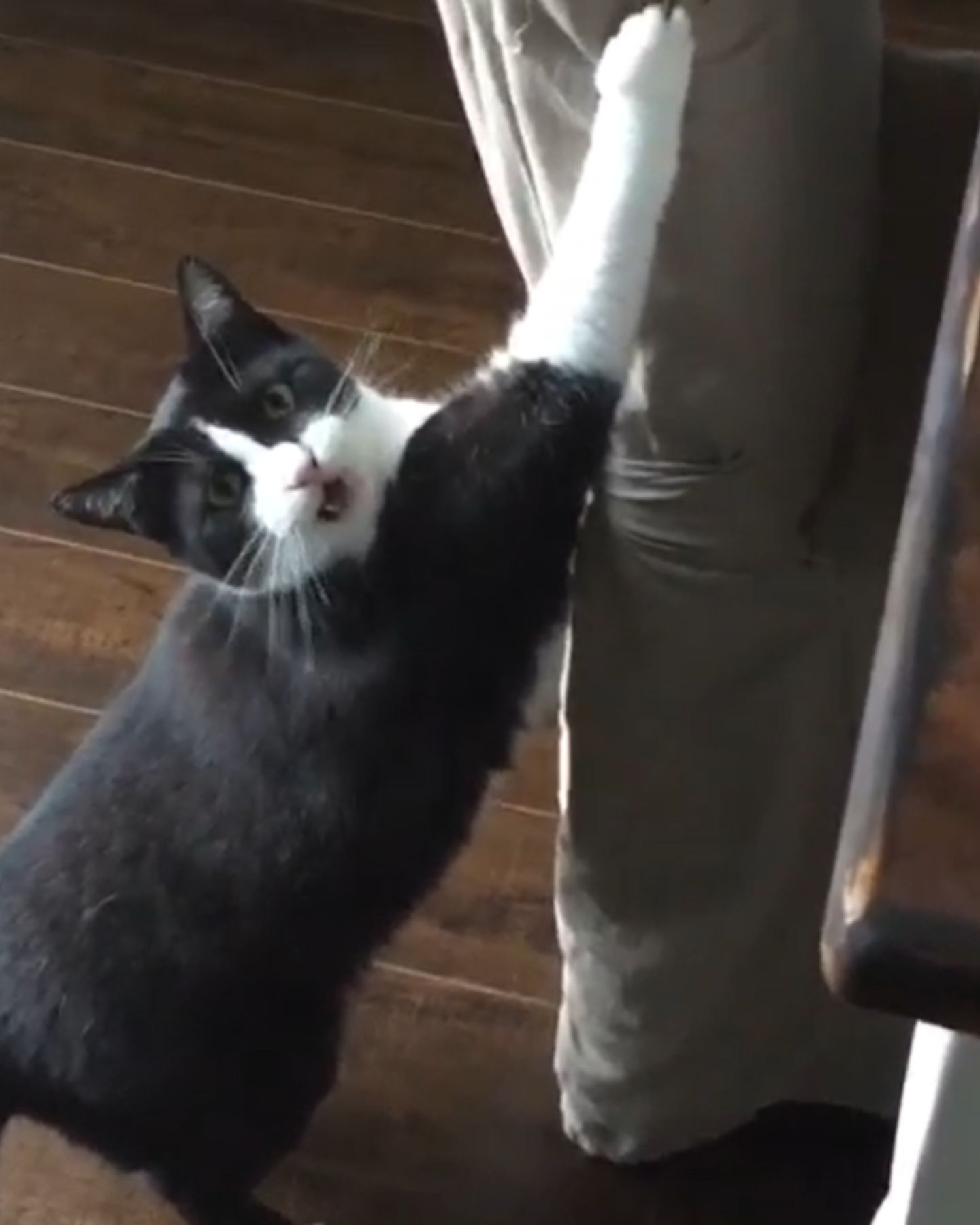 funny cat grabbing mans leg