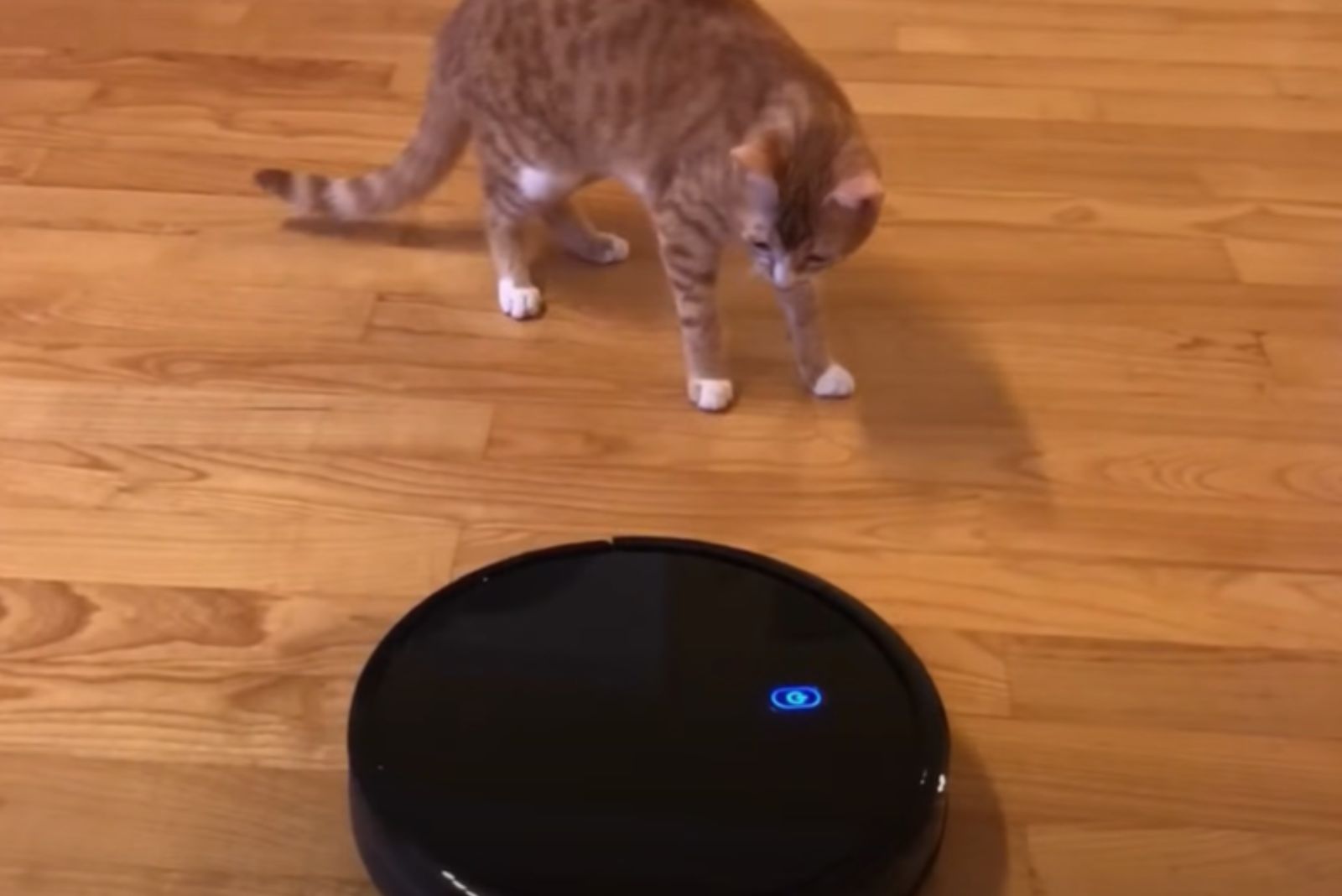 ginger cat and robot vacuum