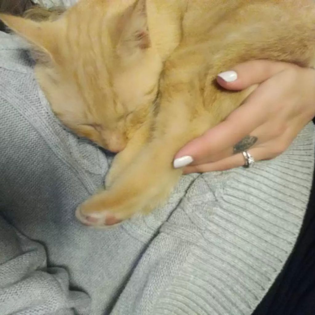 ginger cat in woman's arms