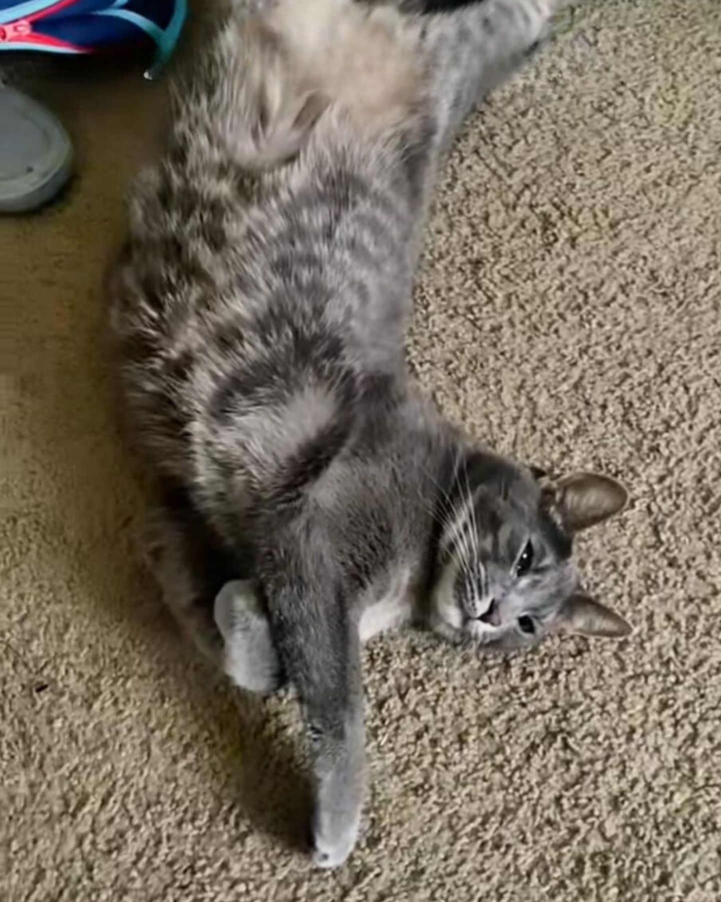 gray cat laying on a rug