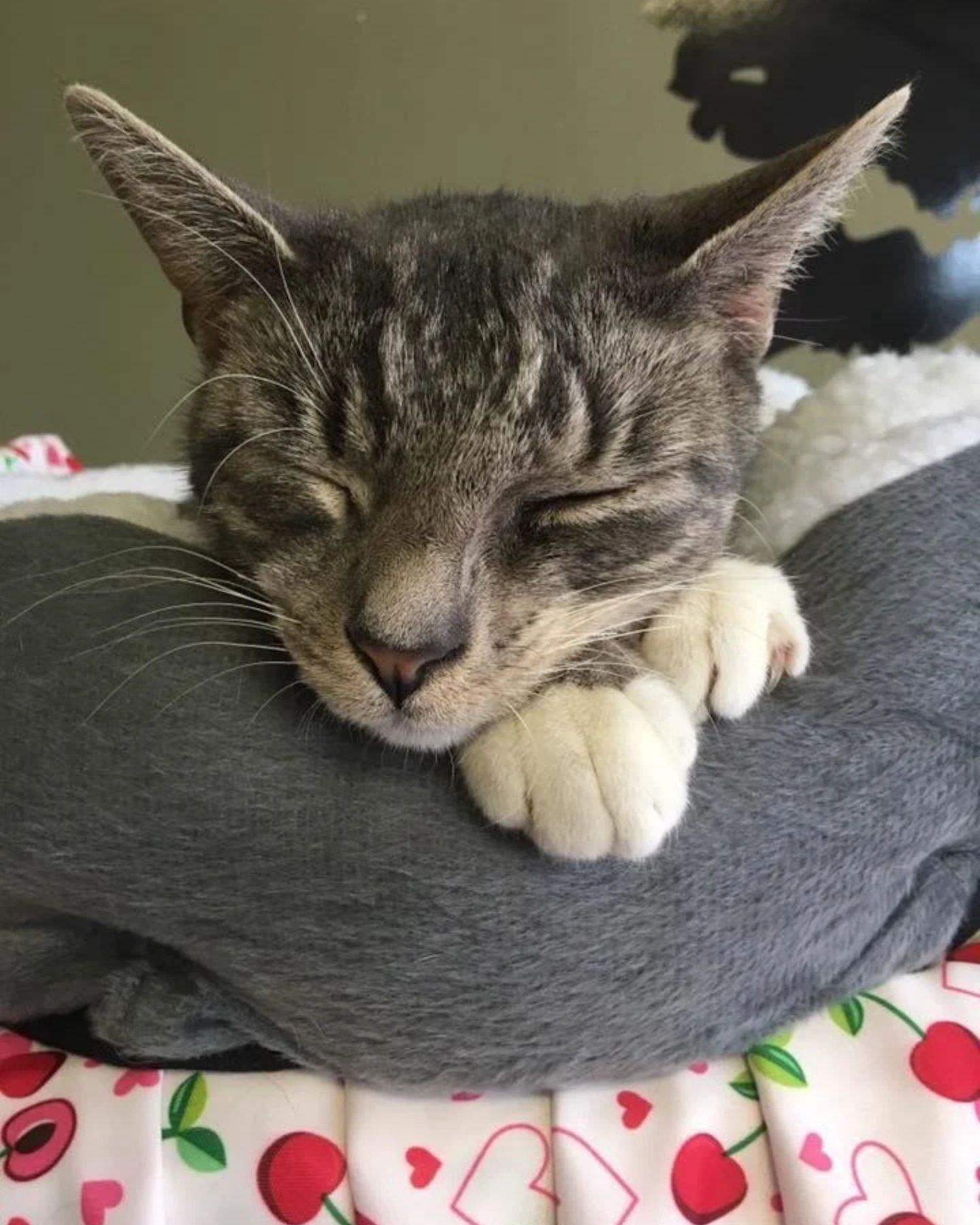 gray cat sleeping