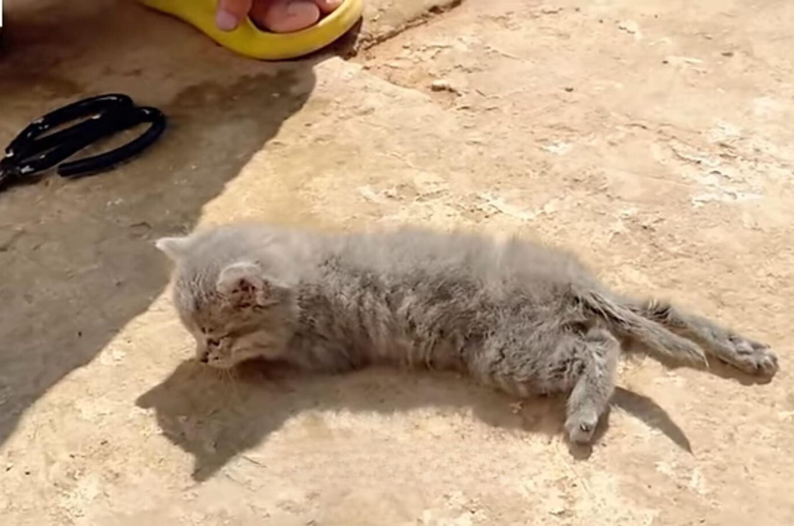 grey kitten on the floor