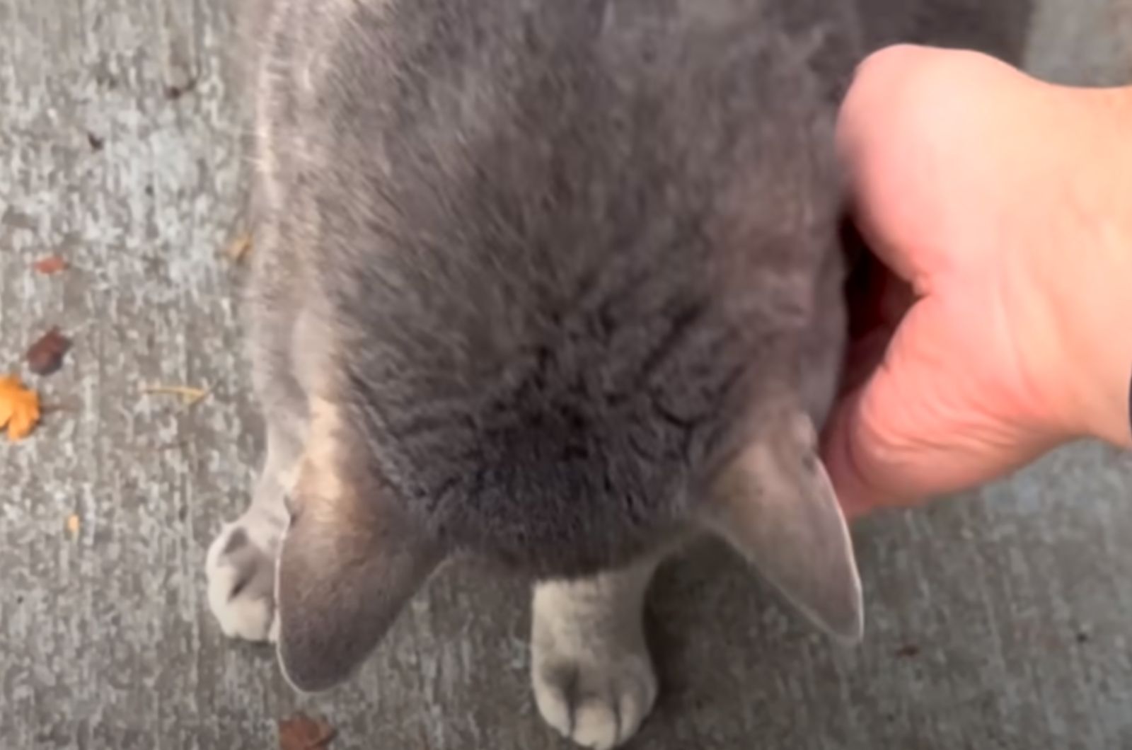 hand touching the cat