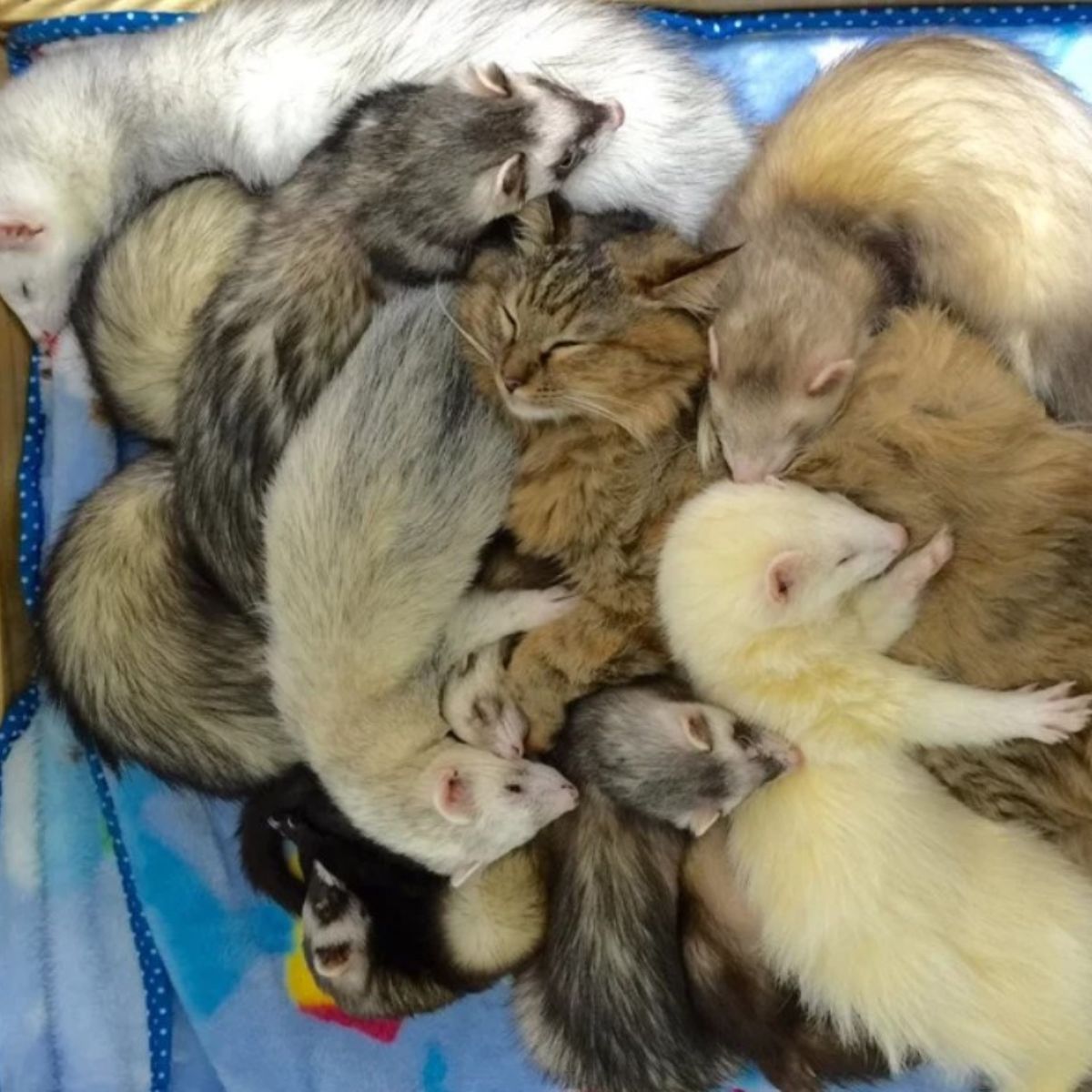 kitten and ferrets sleeping