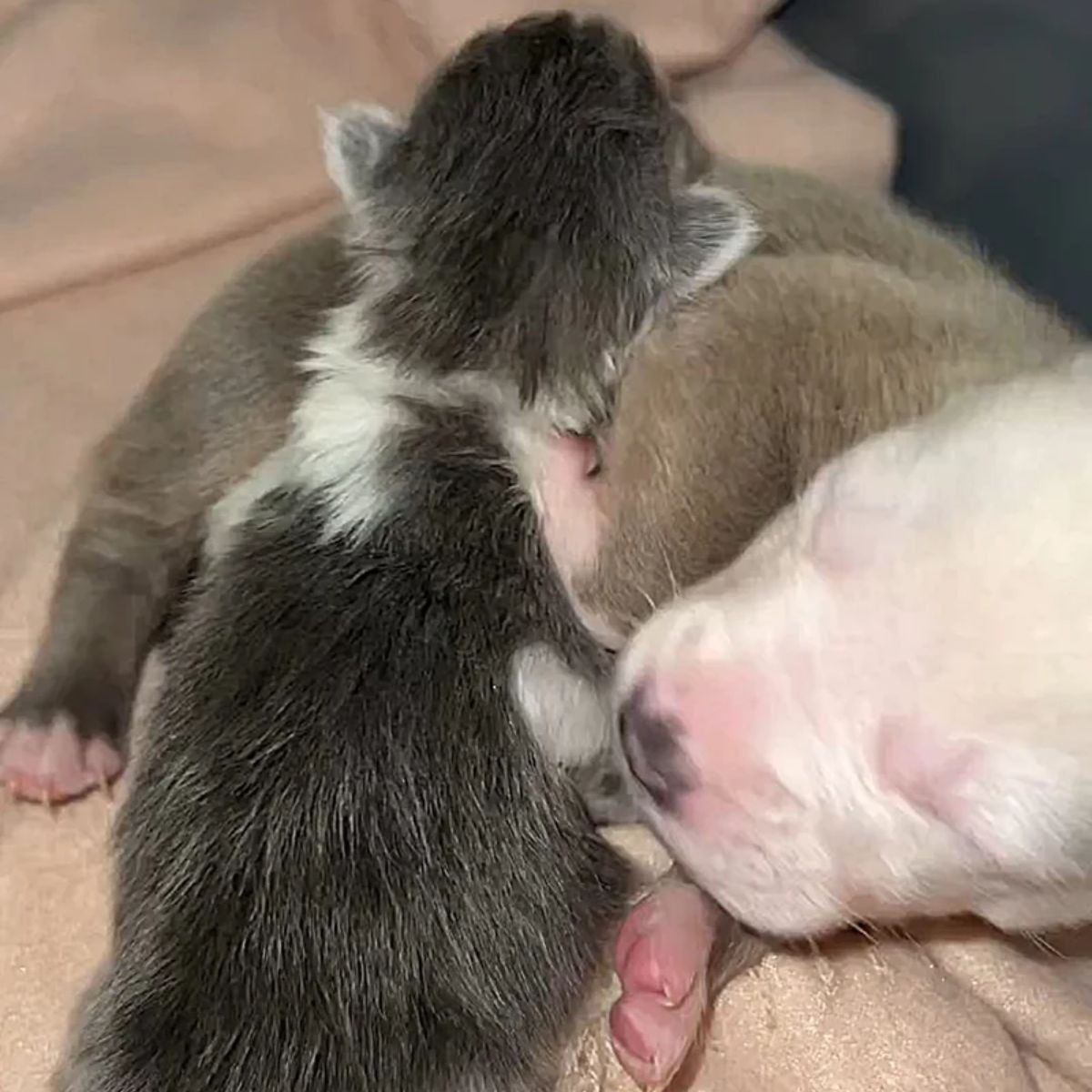 kitten and puppy cuddling