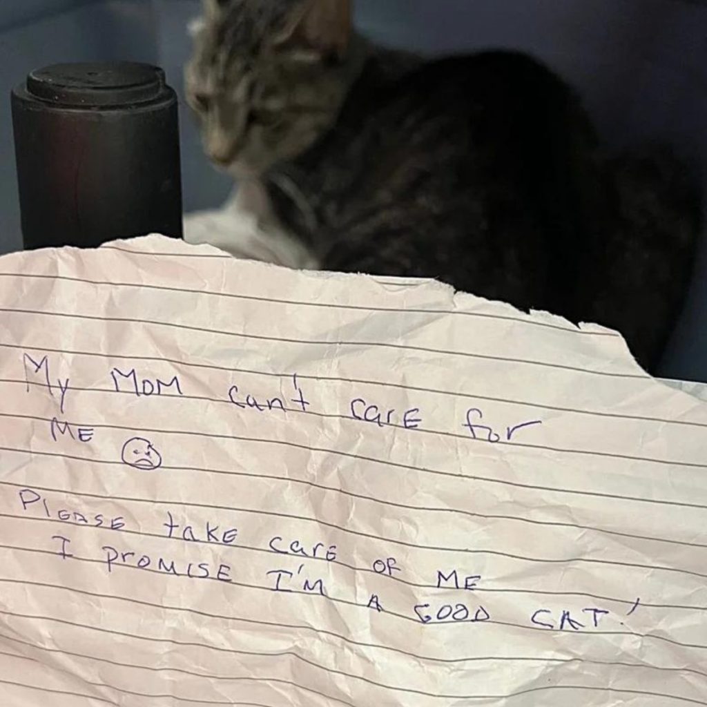 kitten left with a heartbreaking message